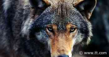 Neue Management-Richtlinien: Südtirol erhöht Druck in Wolfs- und Bärsfrage - Tiroler Tageszeitung Online