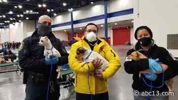 Houston-area animal shelters and rescue organizations rescued dozens of animals left in the cold - KTRK-TV