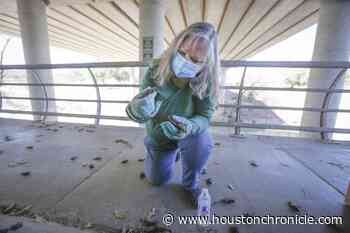 Freeze kills off many of Houston’s Waugh Bridge bats - Houston Chronicle