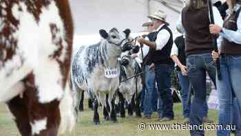 Organisers pleased as Sydney Royal cattle entries close