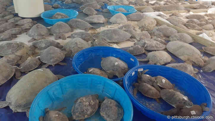 Thousands Of Sea Turtles Rescued In Texas Being Returned To The Sea
