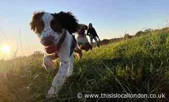 Heartbreak of owners having to give up their dogs in pandemic