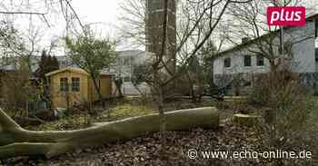 In Bischofsheim fallen Bäume - Echo Online