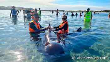 New Zealand volunteers refloat 28 whales in rescue effort