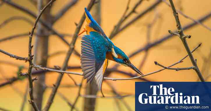 'Outdoors is the best place to be': readers' photos of their local wildlife