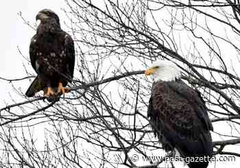 North Park eagles experience a possible tragedy — and a new beginning