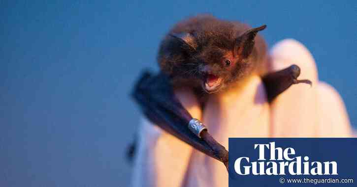 Hot houses: the race to save bats from overheating as temperatures rise
