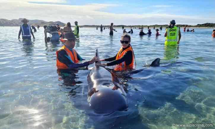 Rescataron a 28 ballenas que estaban varadas en Nueva Zelanda