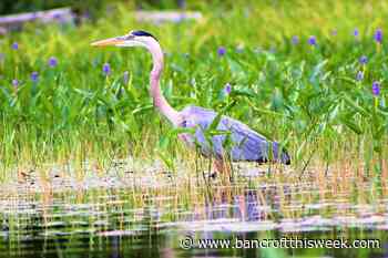 Naturalists begin collecting data for Breeding Bird Atlas - Bancroft This Week