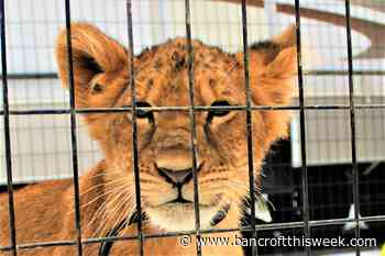 Hastings County completes Exotic Animal Bylaw template | Bancroft this Week - Bancroft This Week