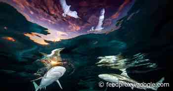 Sharks swimming at sunset help American win the Underwater Photographer of the Year award     - CNET