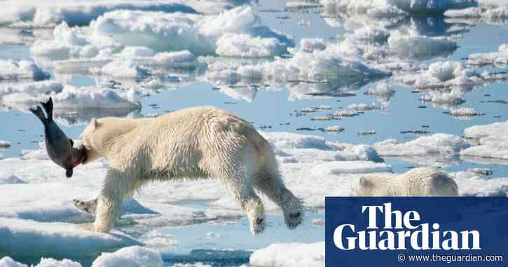 Arctic ice loss forces polar bears to use four times as much energy to survive - study