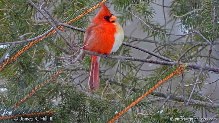 ‘Once In A Lifetime Sighting:’ Incredibly Rare Half Male, Half Female Cardinal Spotted In Pennsylvania