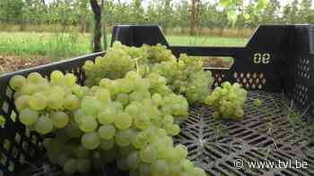 Verschillende inbreuken op sociale wetgeving en coronamaatregelen vastgesteld bij fruittelers in Borgloon, Heers en Wellen - TV Limburg