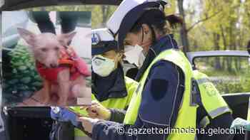 Modena, chiedeva l'elemosina con una cagnolina. Multa e animale sequestrato - La Gazzetta di Modena
