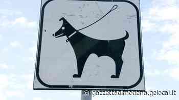 Modena Figlio morso in testa da un cane ma devono pagare le spese - La Gazzetta di Modena