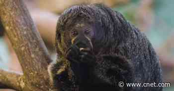 Monkeys treated to their own on-demand video service     - CNET