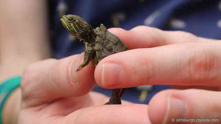 9 Cases Of Salmonella In Pennsylvania Linked To Small Pet Turtles