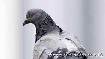 Cat gives live pigeon to man called Pidgeon during committee hearing