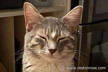 Pet of the Week: Scott - Reston Now