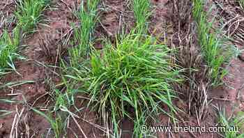 The changing emergence patterns of ryegrass