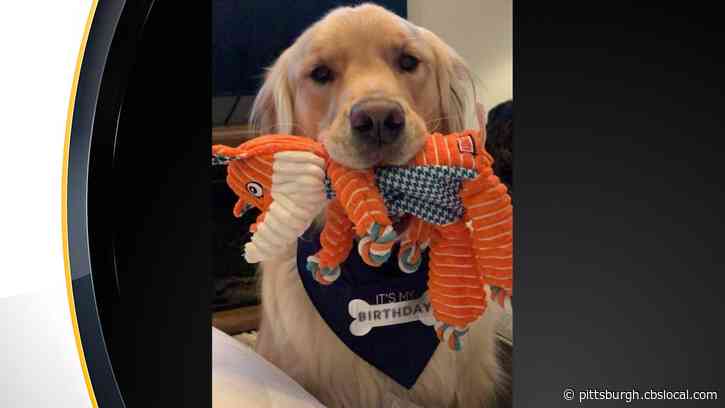 Pittsburgh Police Comfort Dog, Zane, Turns 2-Years-Old