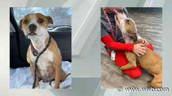 Abused dog Noel looking for foster home in Buffalo