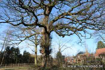 Vlonderpad beschermt oudste eik in gemeente (Kalmthout) - Het Nieuwsblad