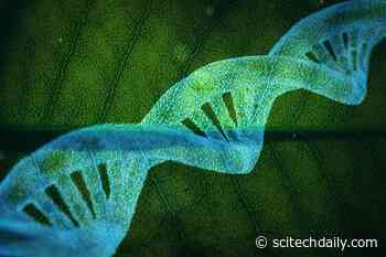 SSRgenotyper: Free Bioinformatic Tool to Digitally Genotype Simple Sequence Repeats