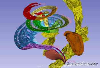 First 3D Sound-Frequency Map for Inner Ear Created With Advanced X-ray Technology