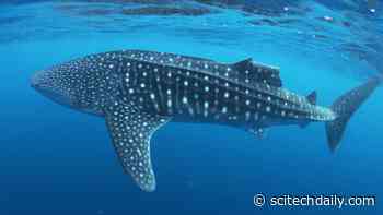 Whale Sharks Extraordinary Ability to Quickly Recover From Serious Injuries