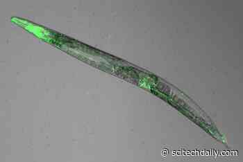 Worms Reveal How Melatonin Works in the Brain to Promote Sleep