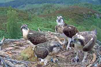 Highland ospreys have names migrated to Mars - St Helens Star