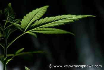 Vancouver-based cannabis retailer buys Kelowna pot shop – Kelowna Capital News - Kelowna Capital News