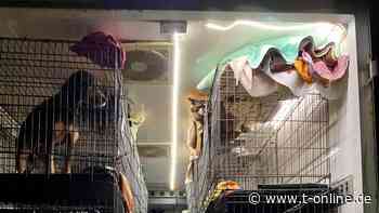 Köln: Polizei beendet illegalen Tiertransport aus Portugal und Spanien - t-online - Köln