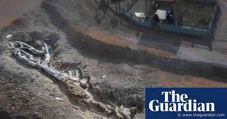 'Unique' petrified tree up to 20m years old found intact in Lesbos