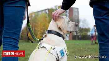 NI Protocol: DUP says guide dog owners 'disadvantaged'