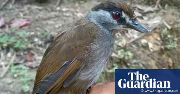 Black-browed babbler found in Borneo 180 years after last sighting