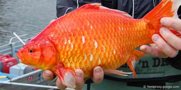 Why you should never release your pet goldfish into the wild