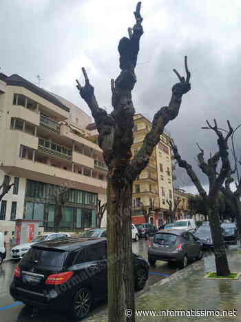 Lipu Putignano: male le eradicazioni e la potatura degli alberi - Putignano Informatissimo
