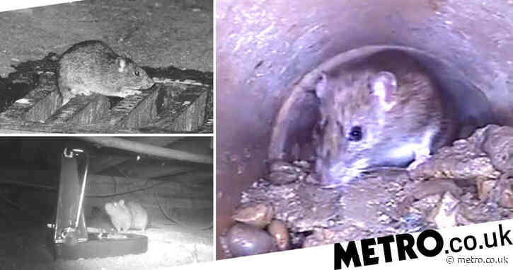 London rat boom as sightings up by 78% during lockdown