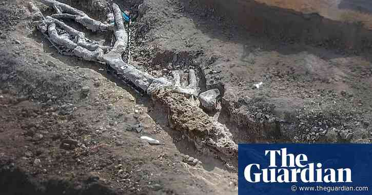 Petrified tree up to 20m years old found intact in Lesbos – video