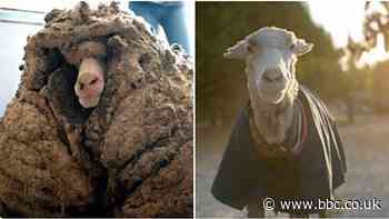 New fleece of life for Australian sheep with 35kg coat of wool