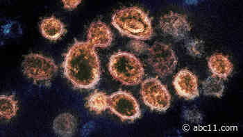 People with antibodies after COVID-19 may have short-term virus protection: Study