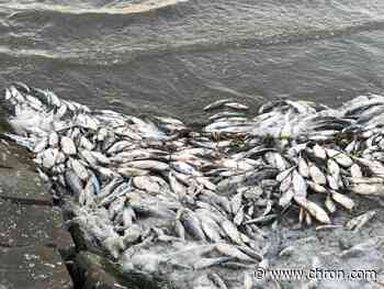 Fish are turning up dead due to freezing Texas temperatures