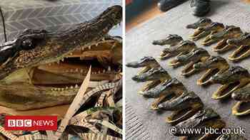 Police find 80 alligator heads in Perry Barr house