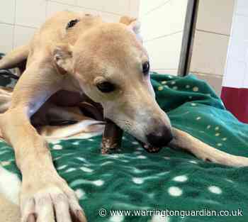 Cheshire Dogs' Home appeals for donations of bedtime treats for its four-legged residents