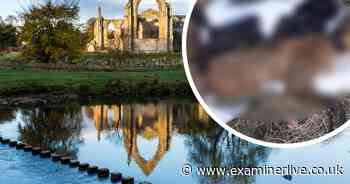 Visitors threaten Bolton Abbey boycott after dead cat found near trap - Yorkshire Live