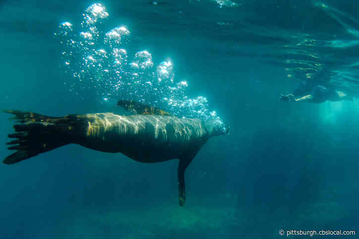 SEE IT: A Love Story Discovered in the Galápagos Islands