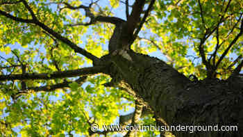 Columbus Reveals Urban Forestry Plan
